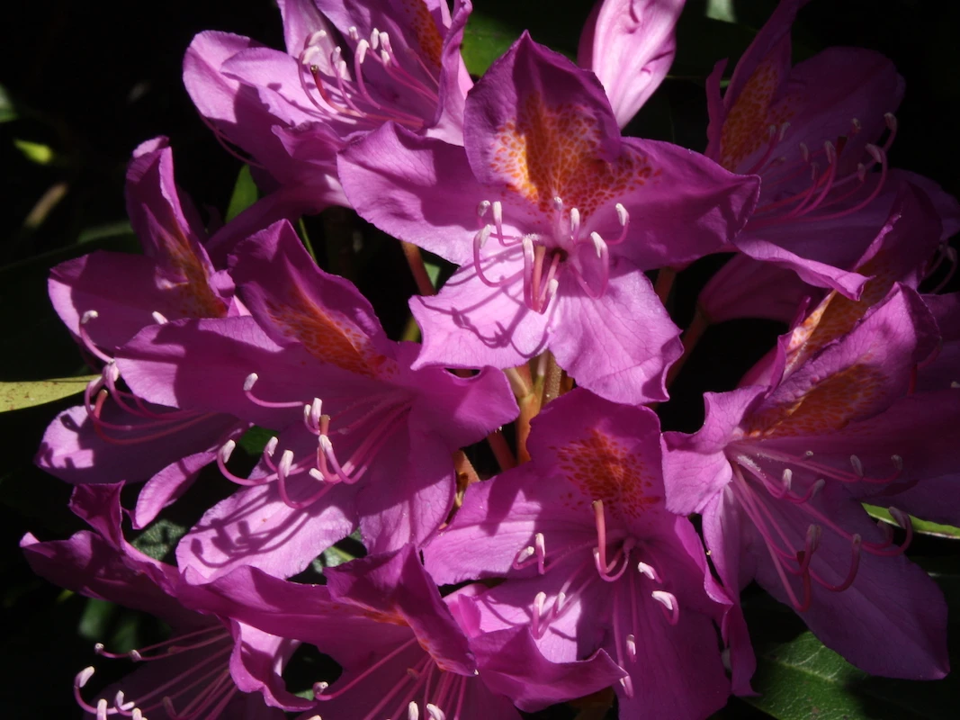 R. ponticum